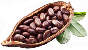 Cocoa Beans